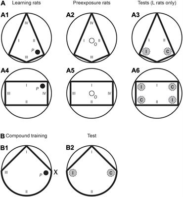 Previous Experience Seems Crucial to Eliminate the Sex Gap in Geometry Learning When Solving a Navigation Task in Rats (Rattus norvegicus)